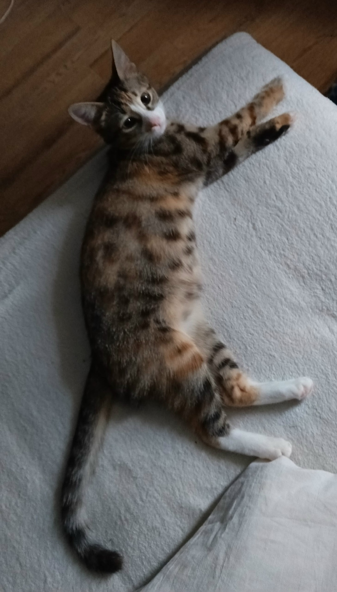 Пропала кошка в Коломне — фото объявления