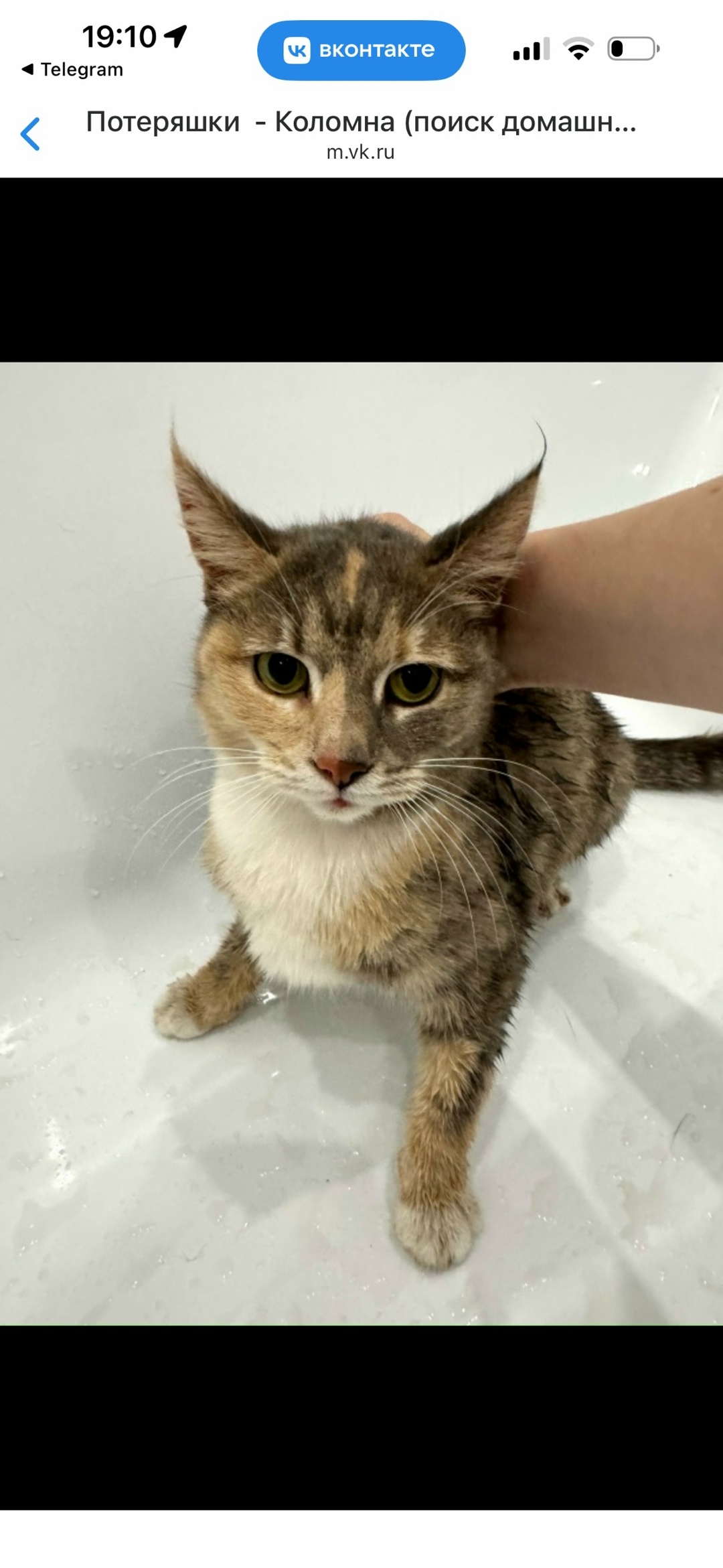 Найдена собака в Коломне — фото объявления