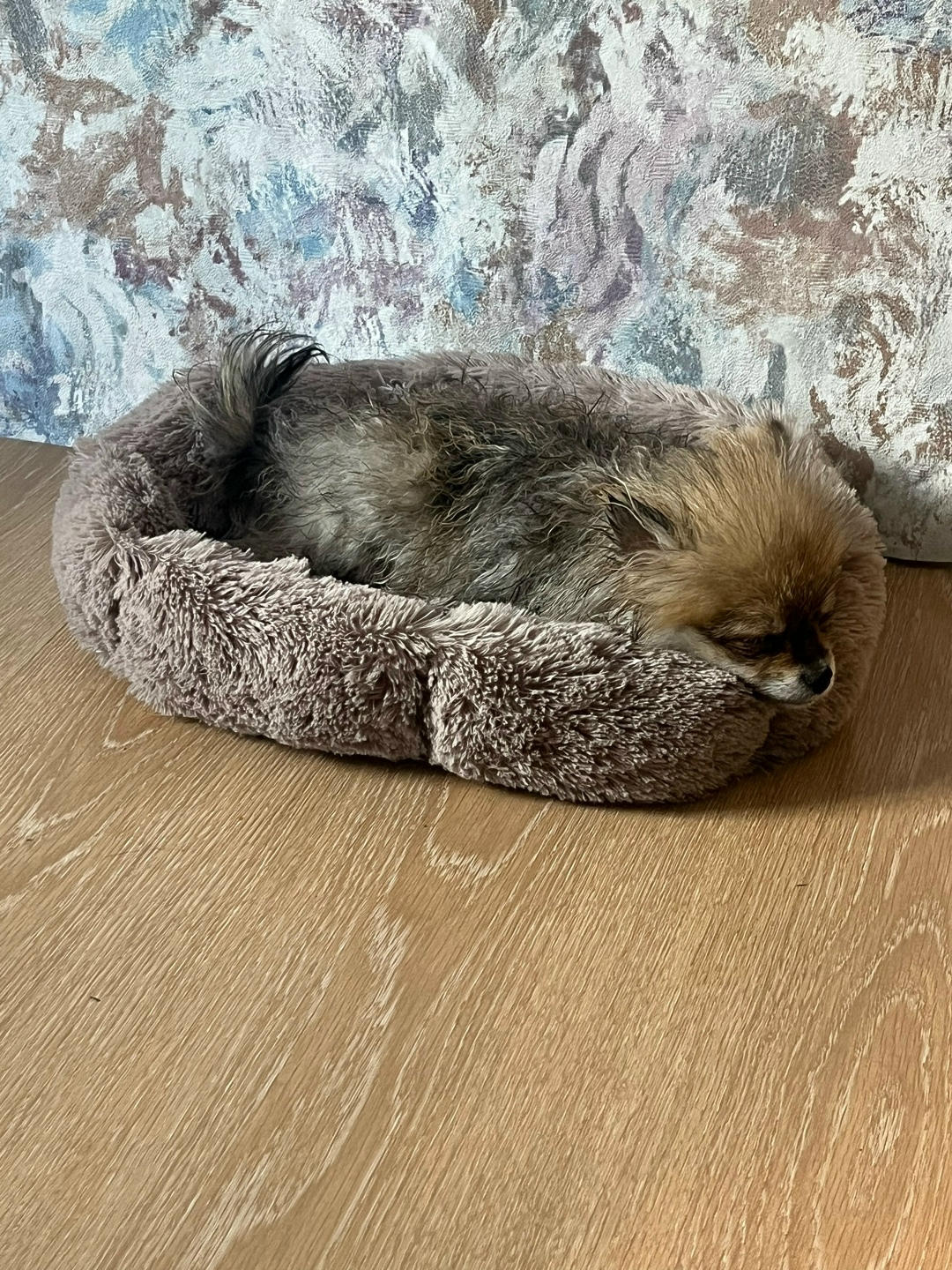 Пропала собака в Коломне — фото объявления