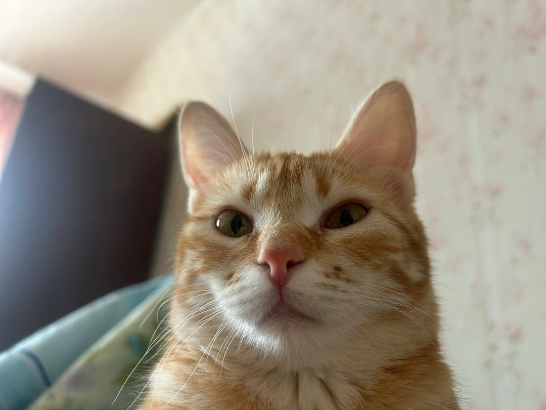 Пропала кошка в Коломне — фото объявления