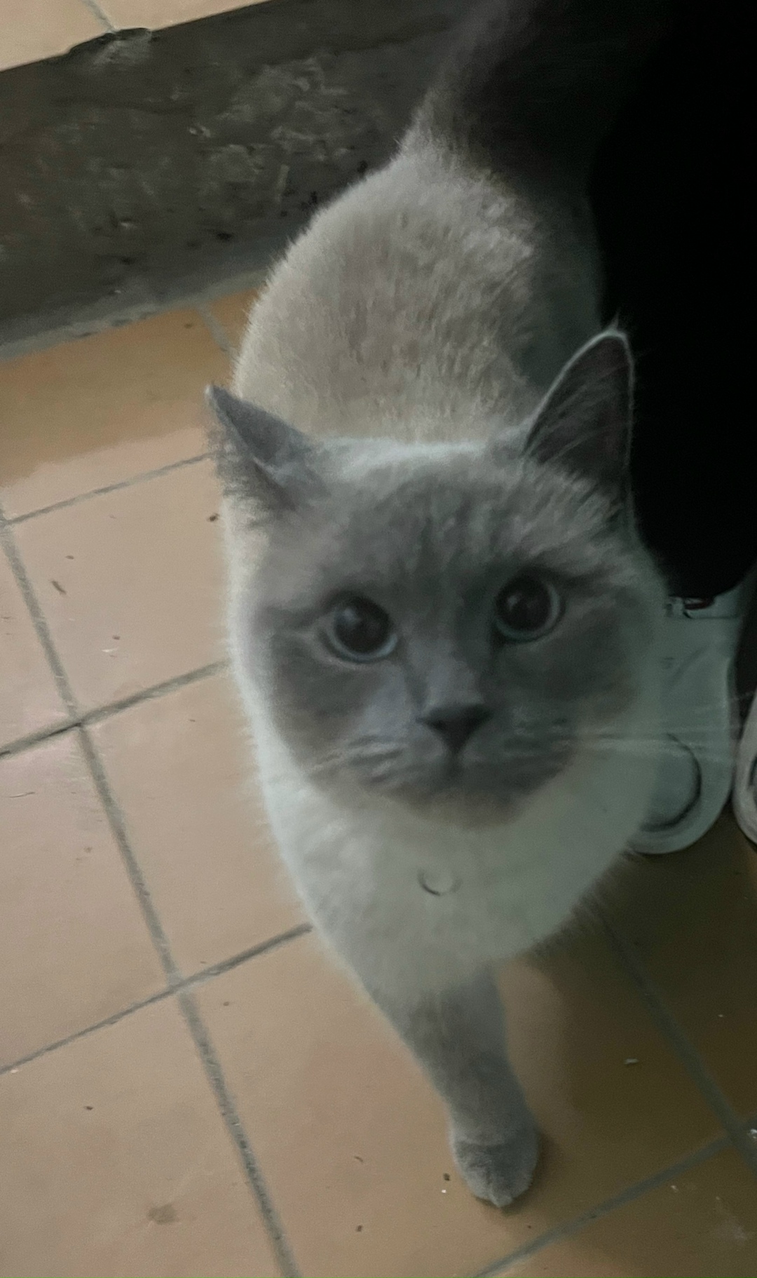 Найдена кошка в Коломне — фото объявления