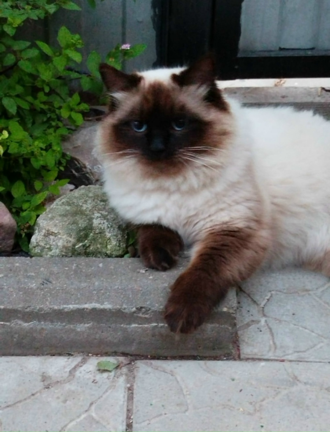 Пропала собака в Коломне — фото объявления