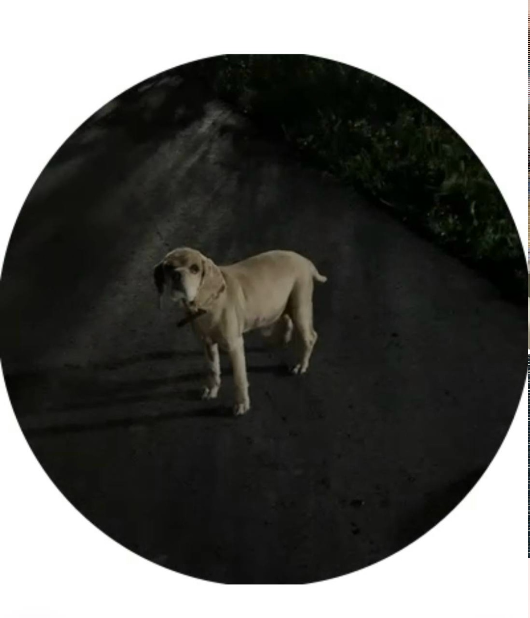 Пропала собака в Коломне — фото объявления