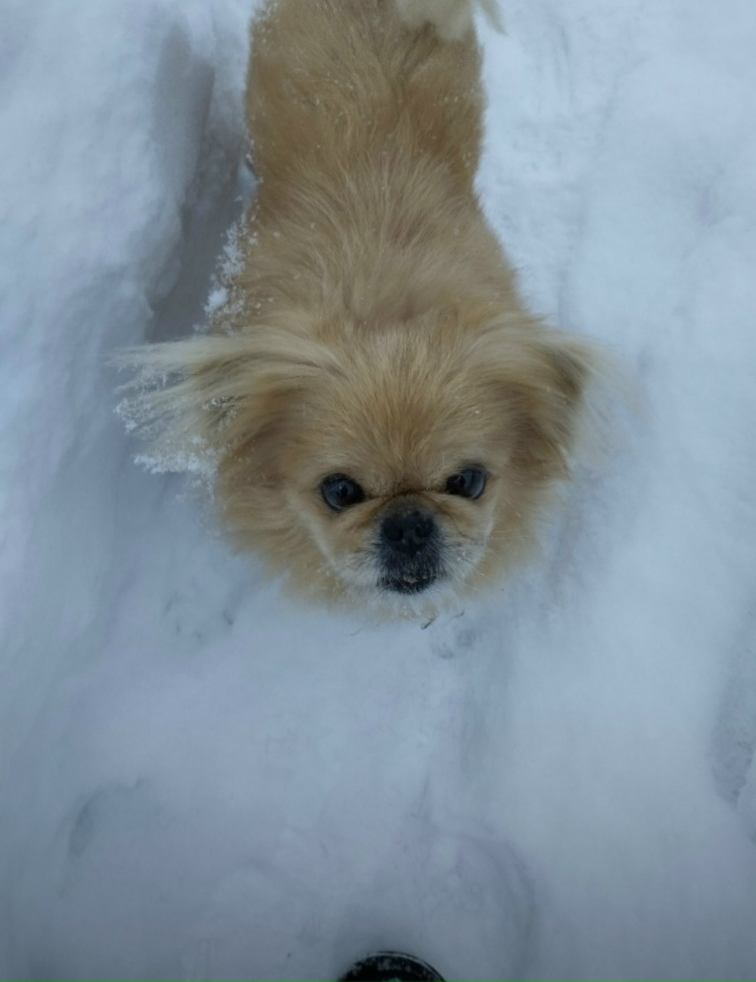Пропала собака в Коломне — фото объявления