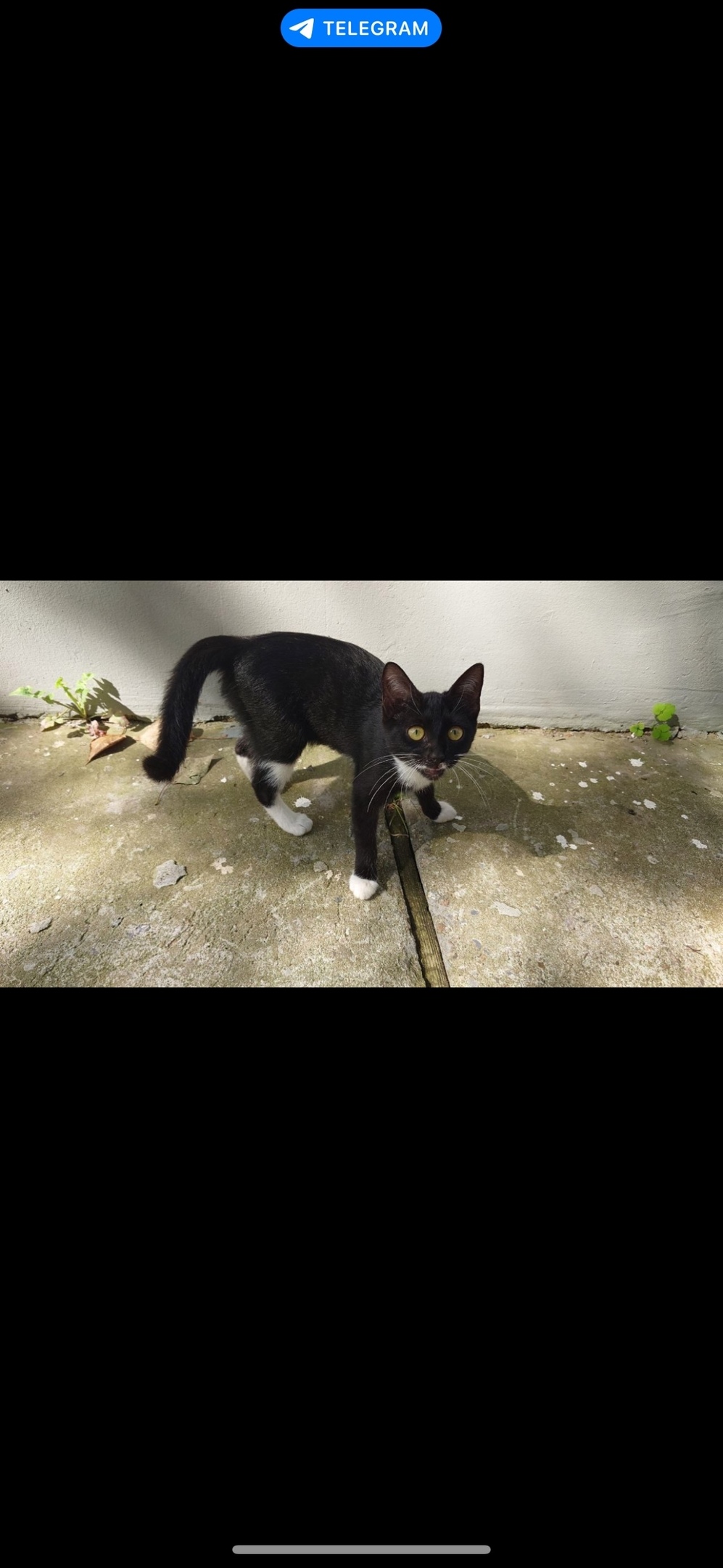 Найдена кошка в Коломне — фото объявления