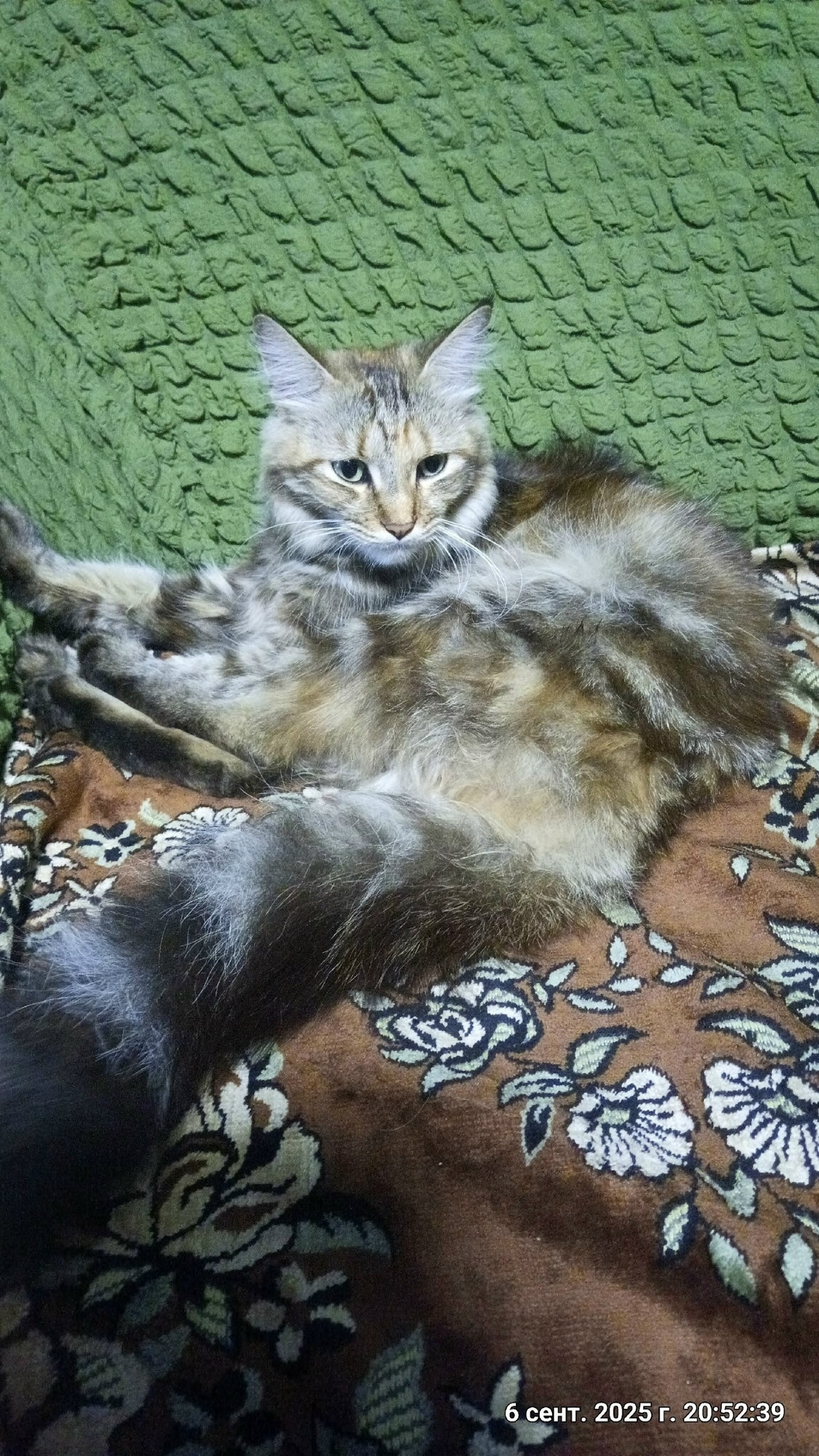 Найдена собака в Коломне — фото объявления