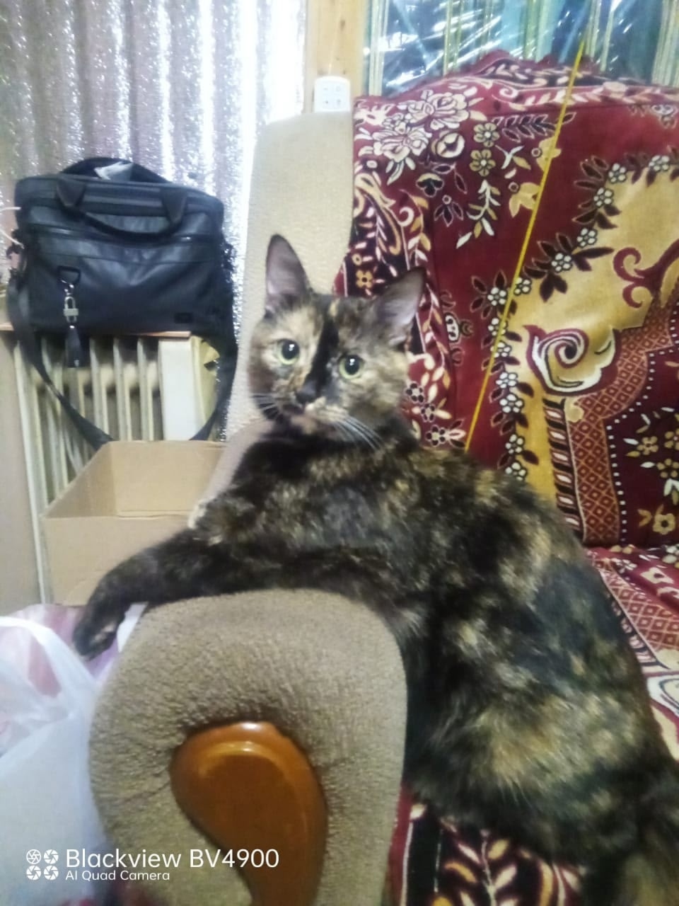 Пропала кошка в Коломне — фото объявления