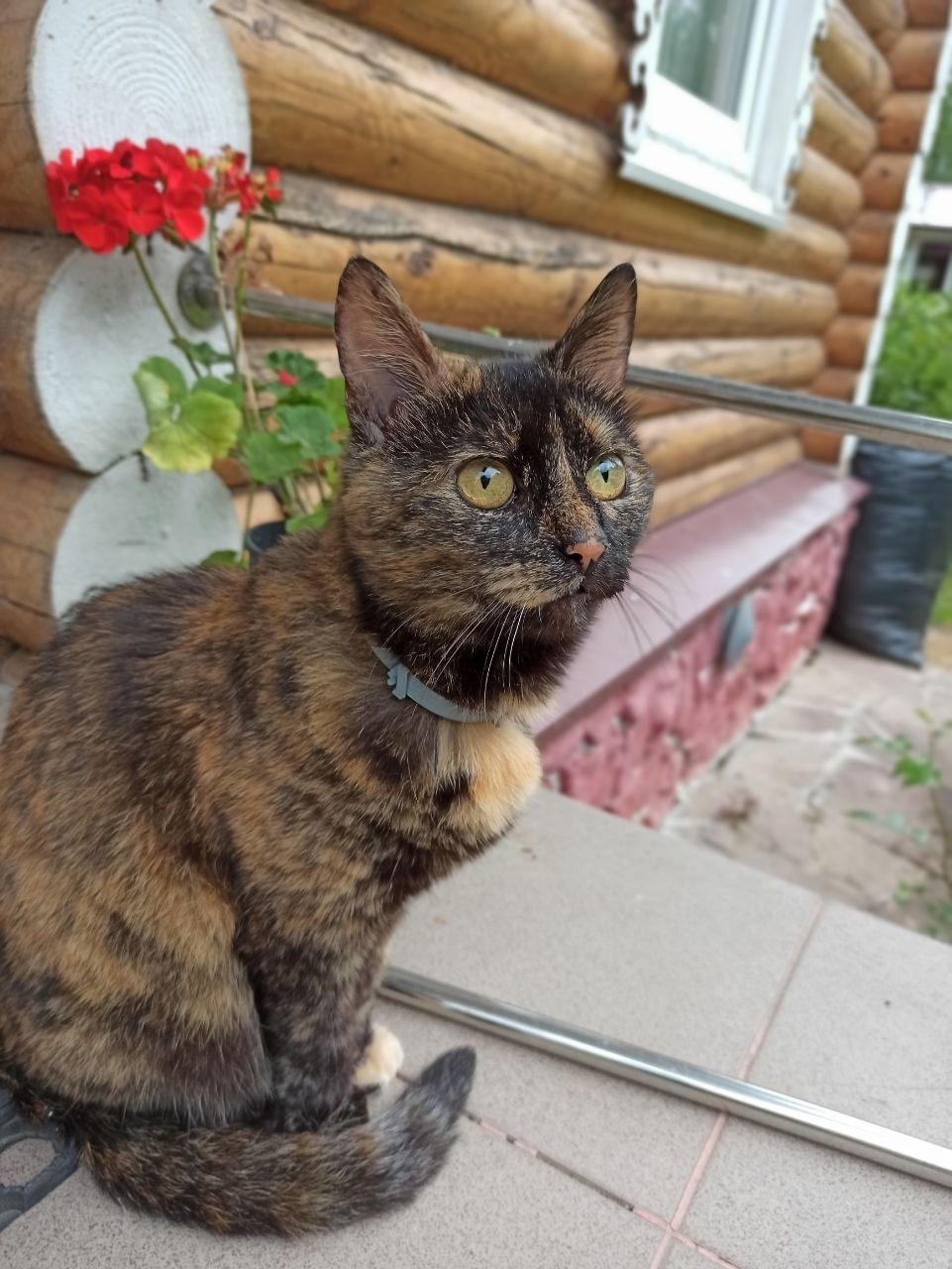 Пропала кошка в Коломне — фото объявления
