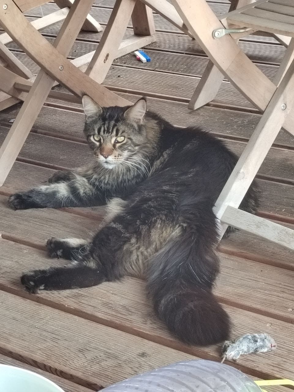 Пропала кошка в Коломне — фото объявления