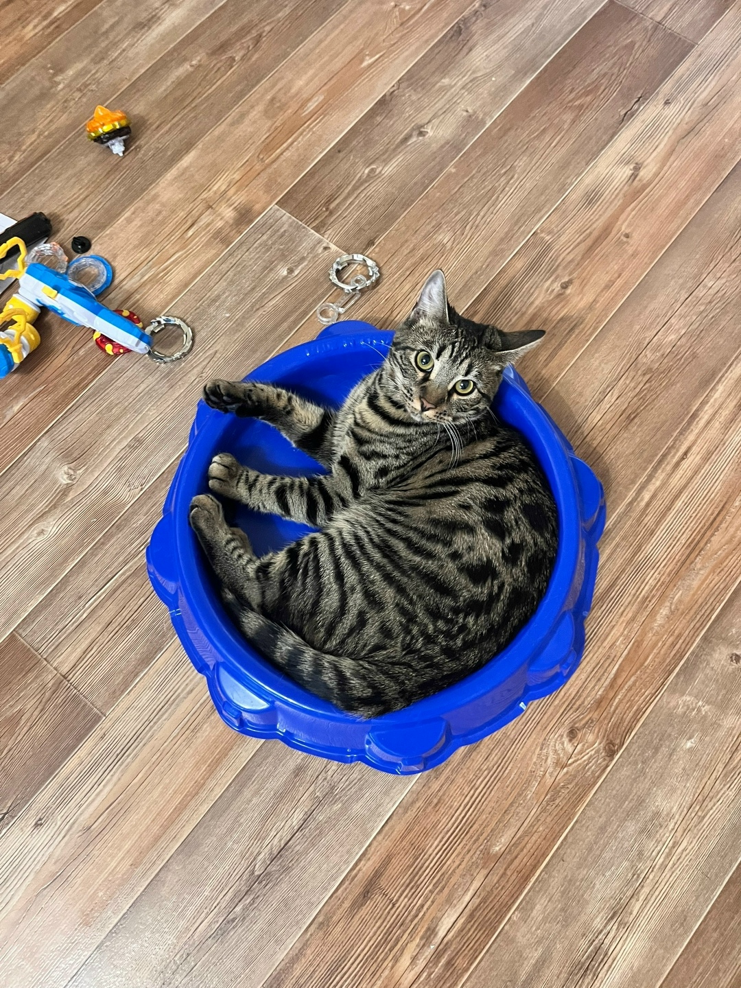 Пропала кошка в Коломне — фото объявления