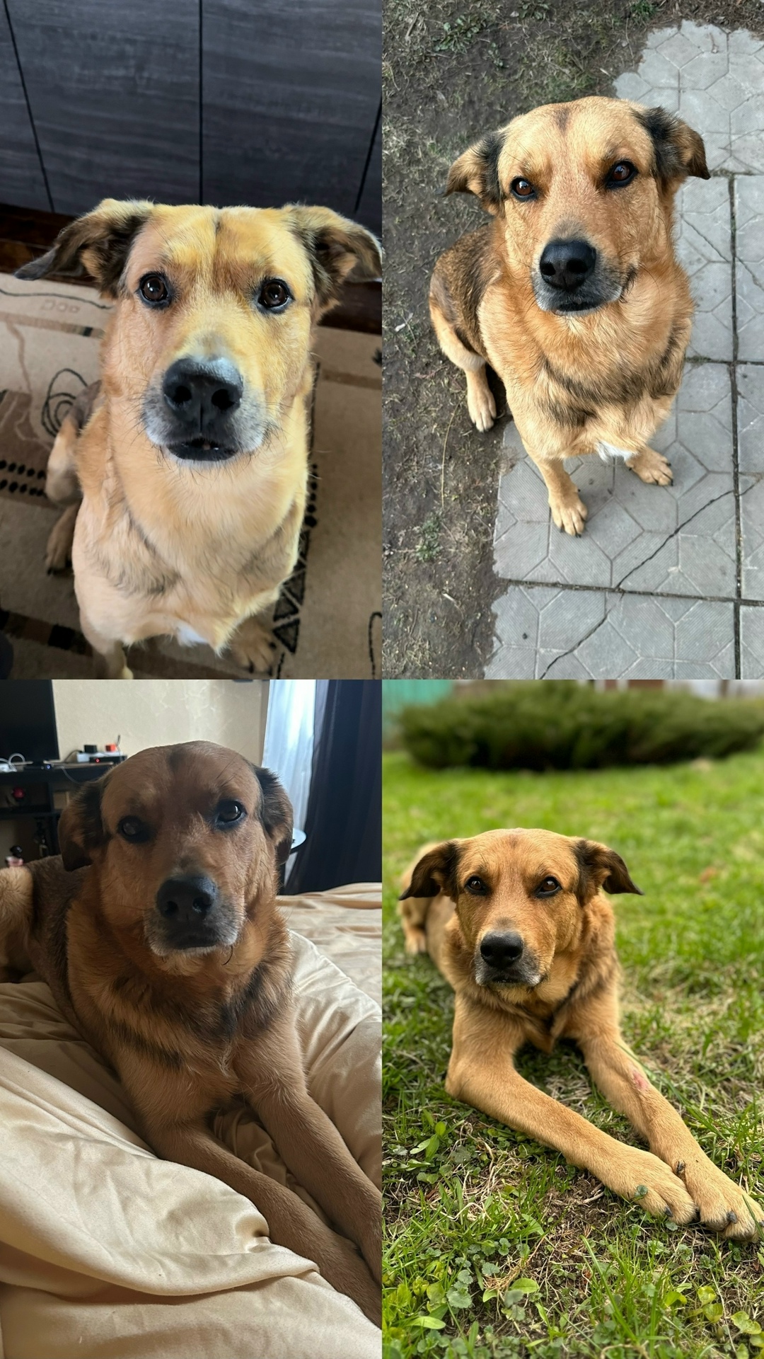 Пропала собака в Коломне — фото объявления