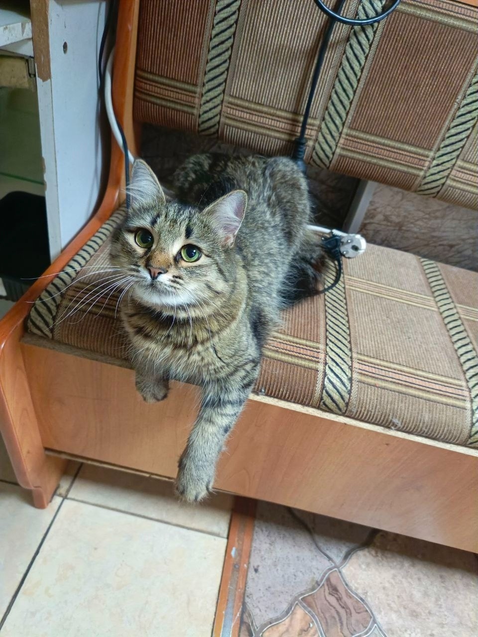 Пропала кошка в Коломне — фото объявления