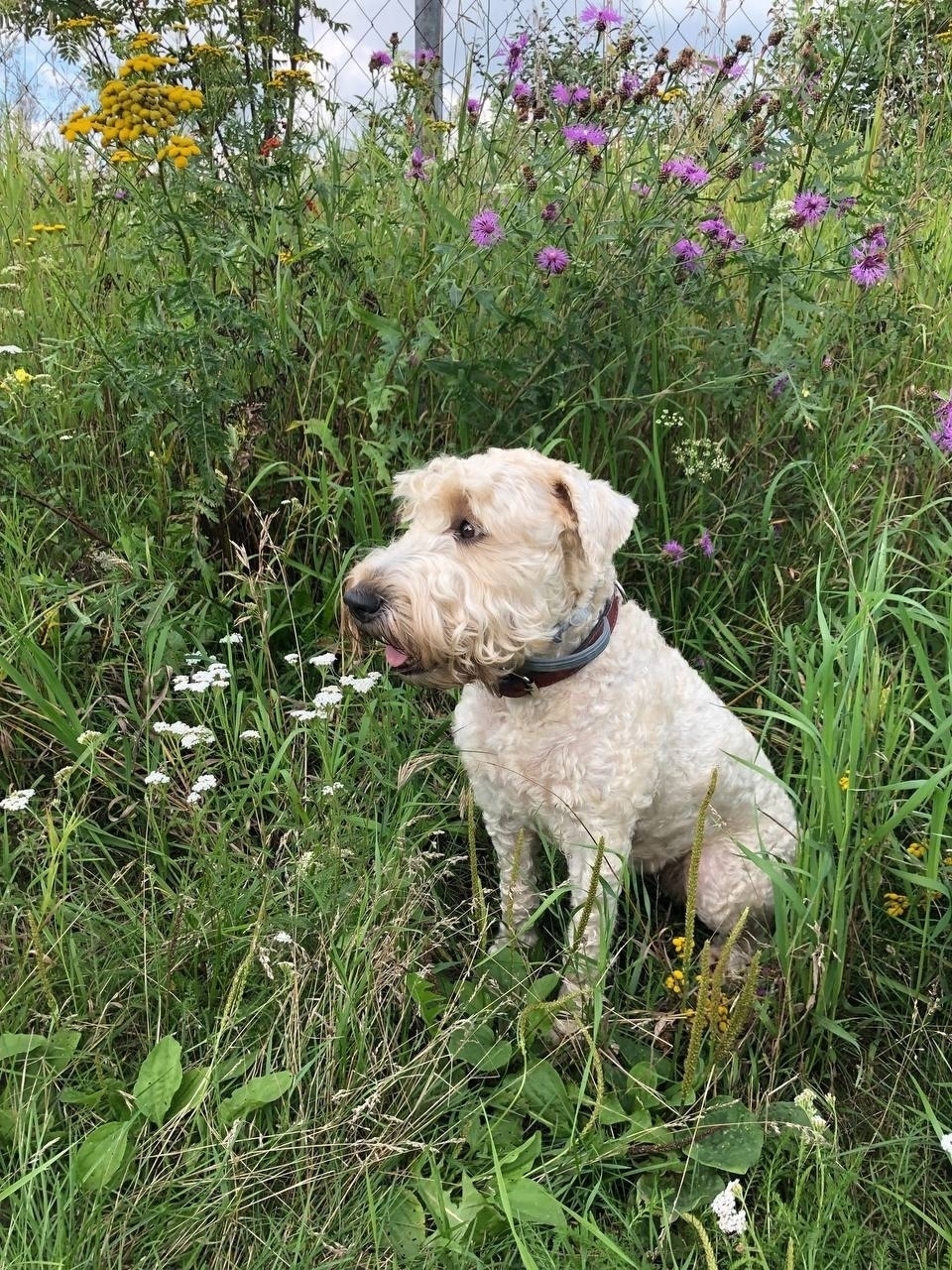 Пропала собака в Коломне — фото объявления