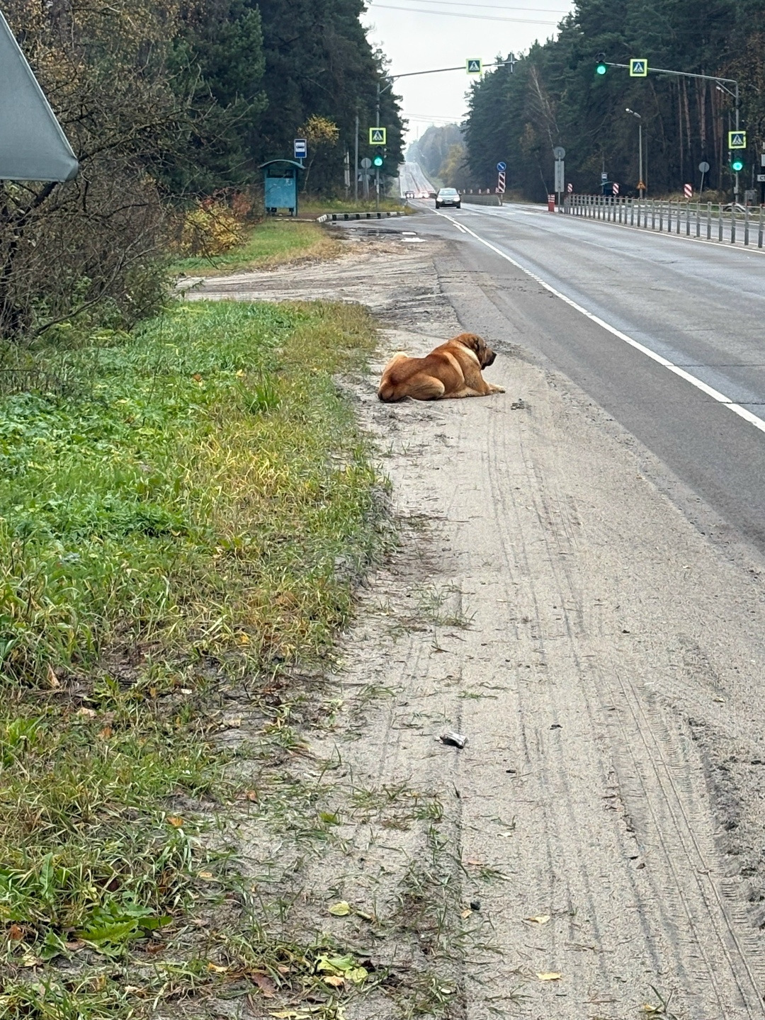 Найдена собака в Коломне — фото объявления