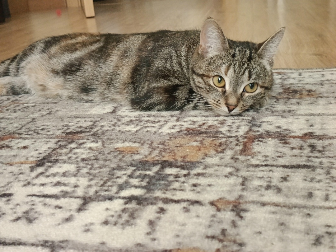 Пропала кошка в Коломне — фото объявления