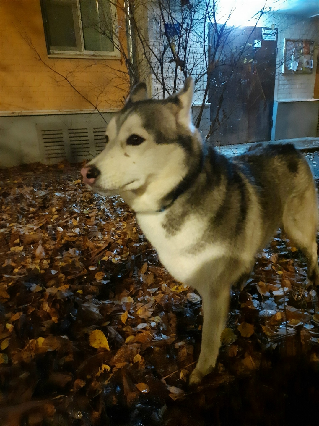 Пропала собака в Коломне — фото объявления