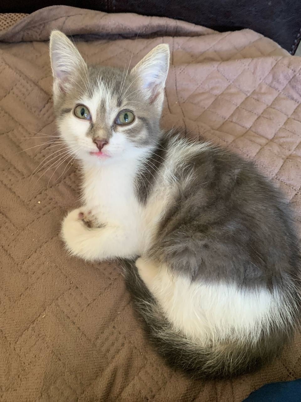 Найдена кошка в Коломне — фото объявления
