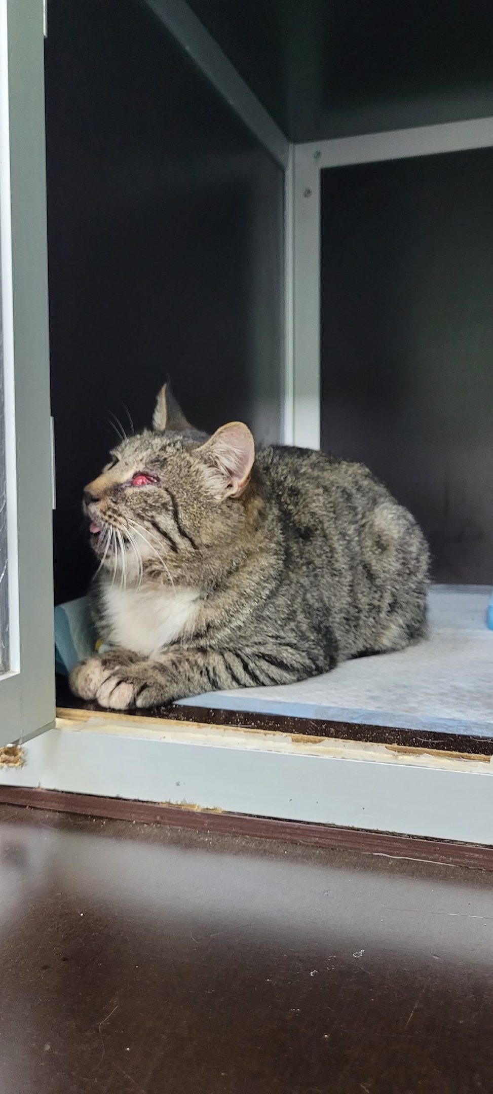 Найдена кошка в Коломне — фото объявления