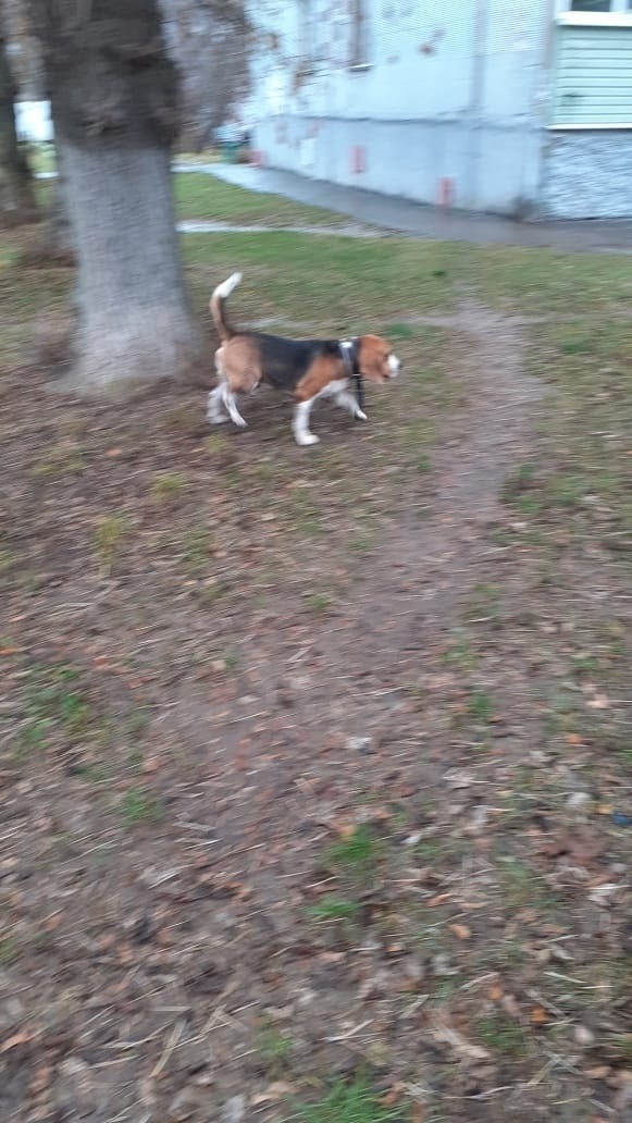 Пропала собака в Коломне — фото объявления