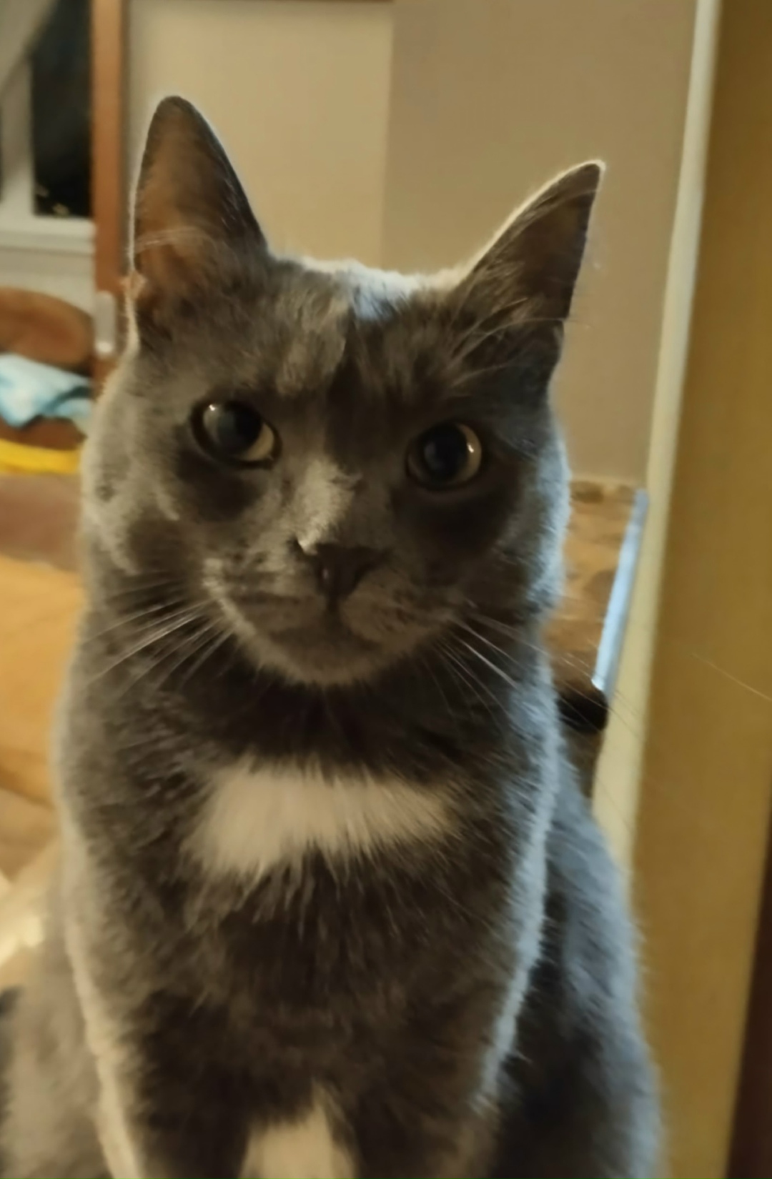 Пропала кошка в Домодедове — фото объявления