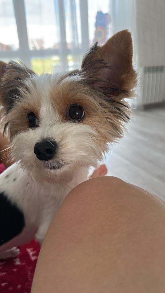 Пропала собака в Домодедове — фото объявления