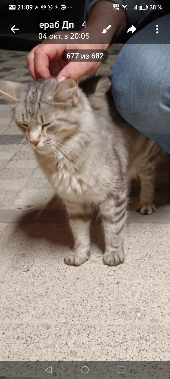 Найдена кошка в Домодедове — фото объявления