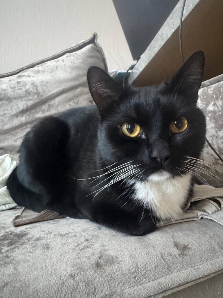 Пропала кошка в Домодедове — фото объявления