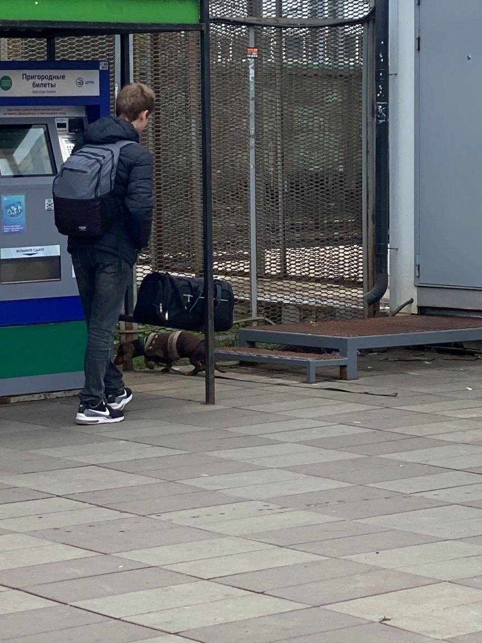 Пропала собака в Домодедове — фото объявления