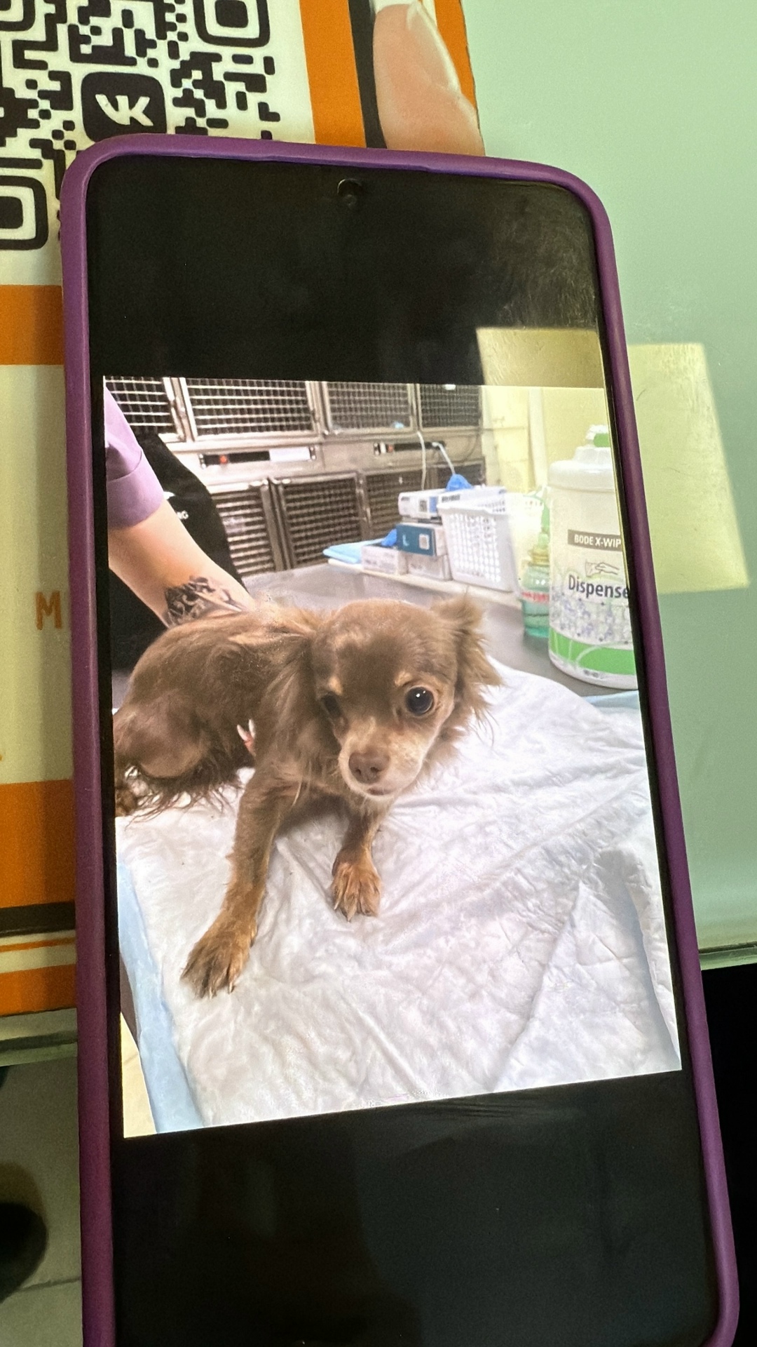 Найдена собака в Домодедове — фото объявления