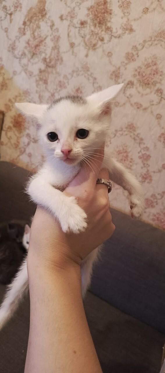 Найдена кошка в Домодедове — фото объявления