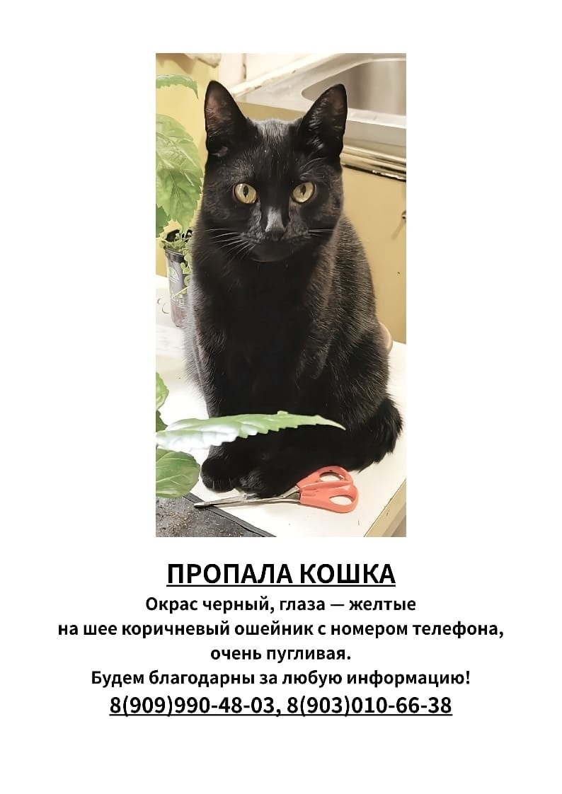 Пропала кошка в Домодедове — фото объявления