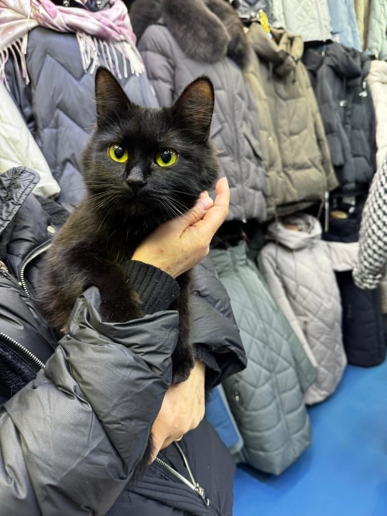 Найдена кошка в Домодедове — фото объявления