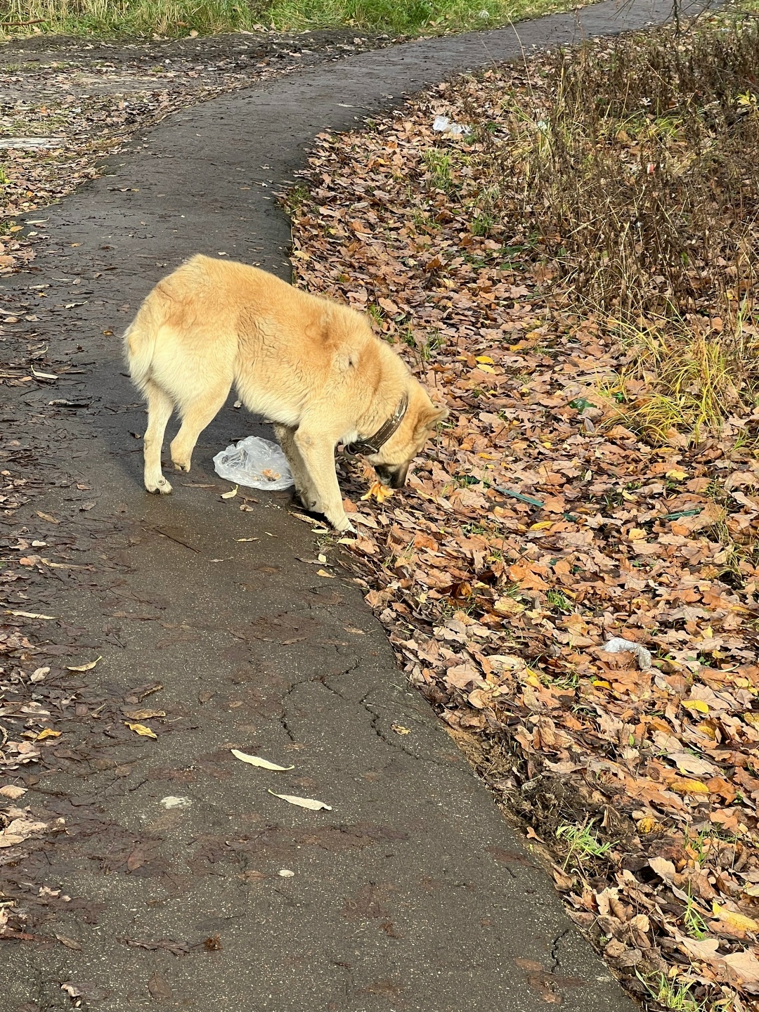 Пропала собака в Домодедове — фото объявления