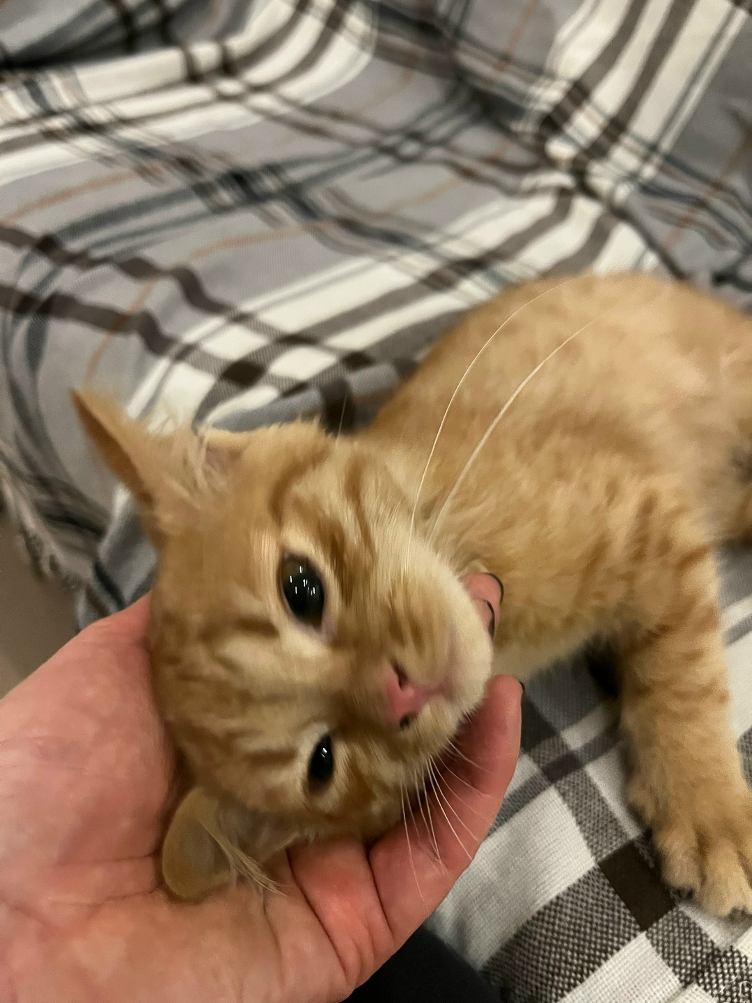 Найдена кошка в Домодедове — фото объявления