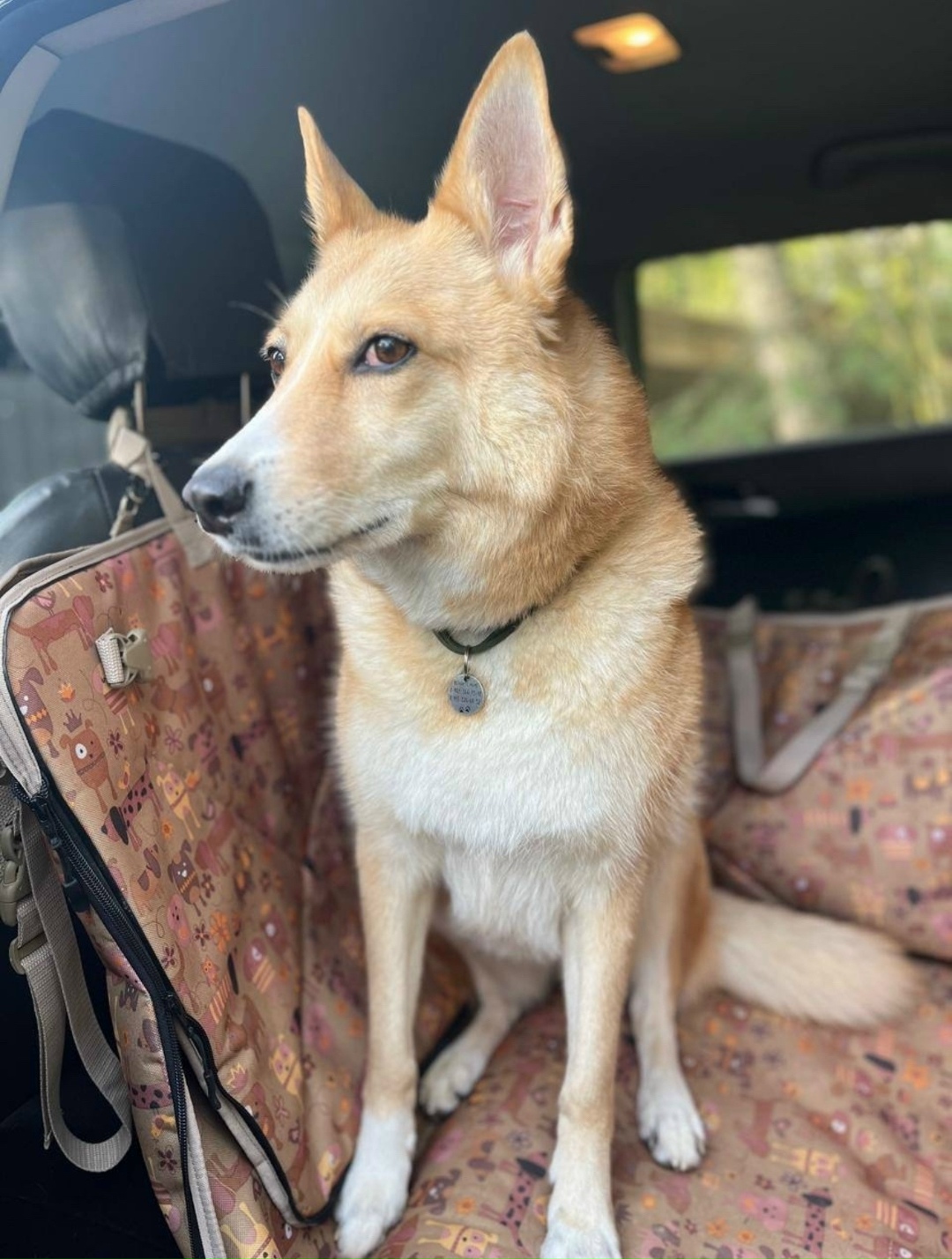 Пропала собака в Домодедове — фото объявления