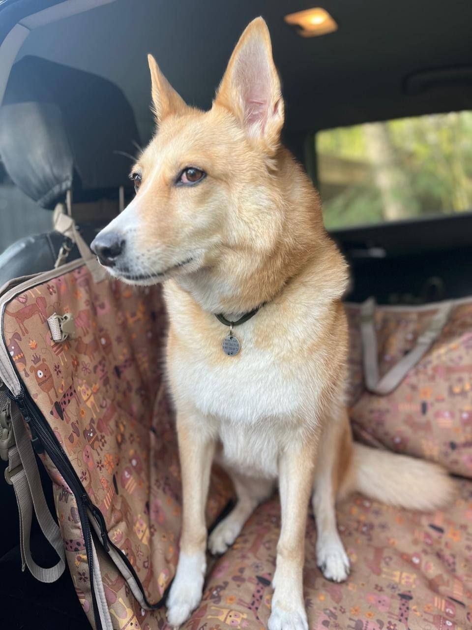 Пропала собака в Домодедове — фото объявления