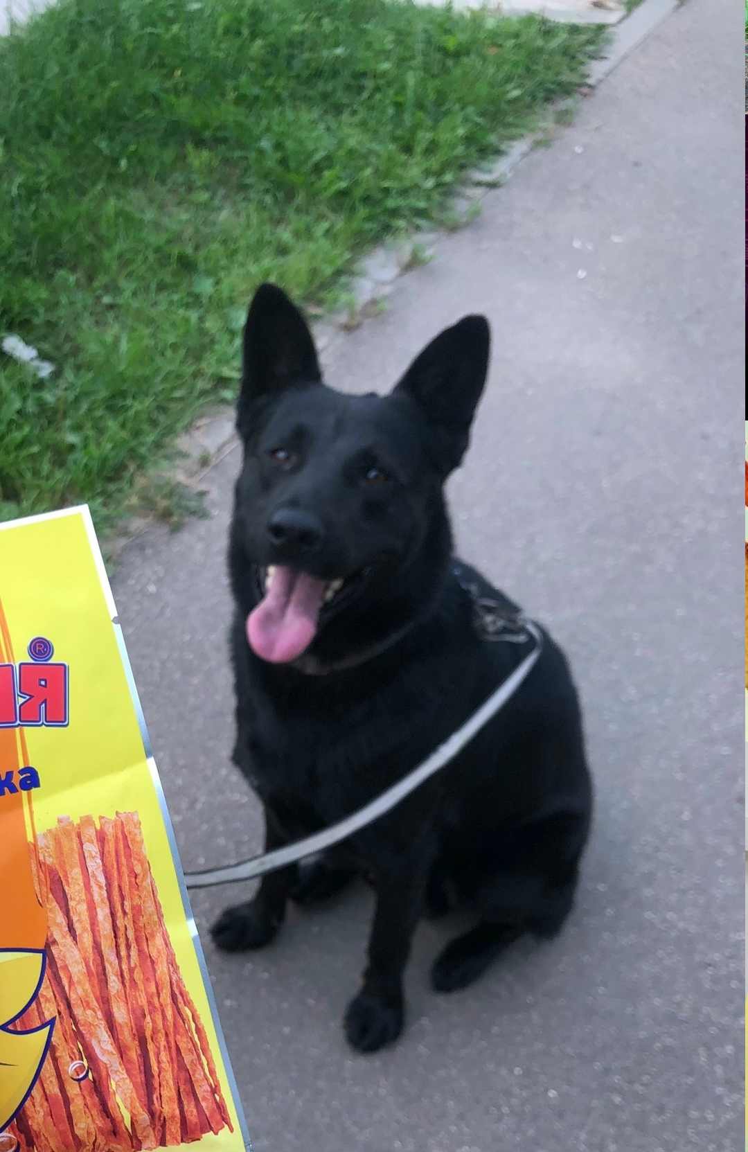 Пропала собака в Домодедове — фото объявления