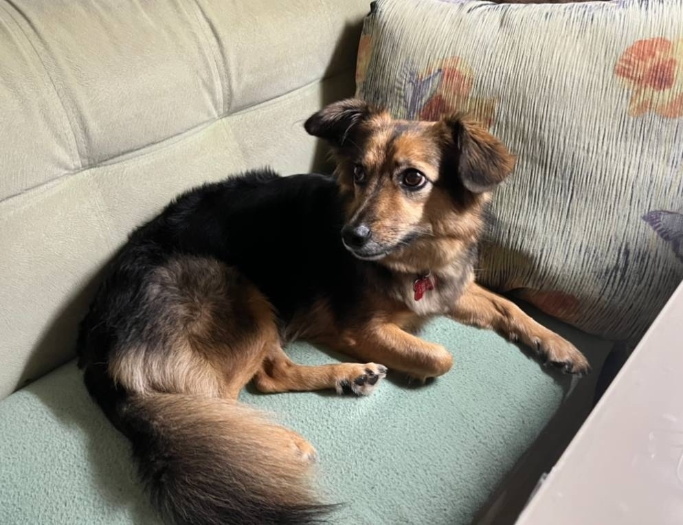 Пропала собака в Домодедове — фото объявления