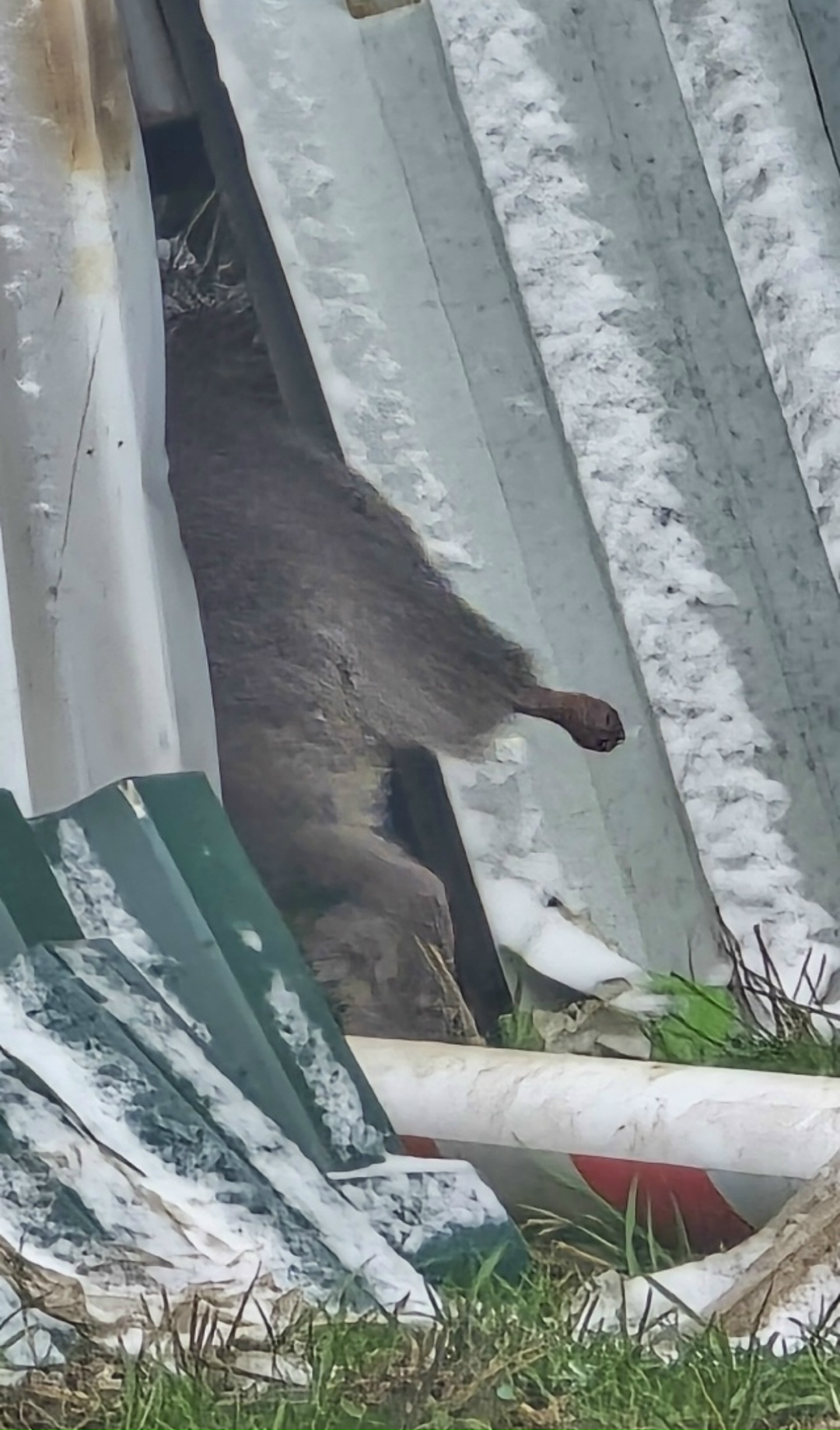 Найдена кошка в Домодедове — фото объявления