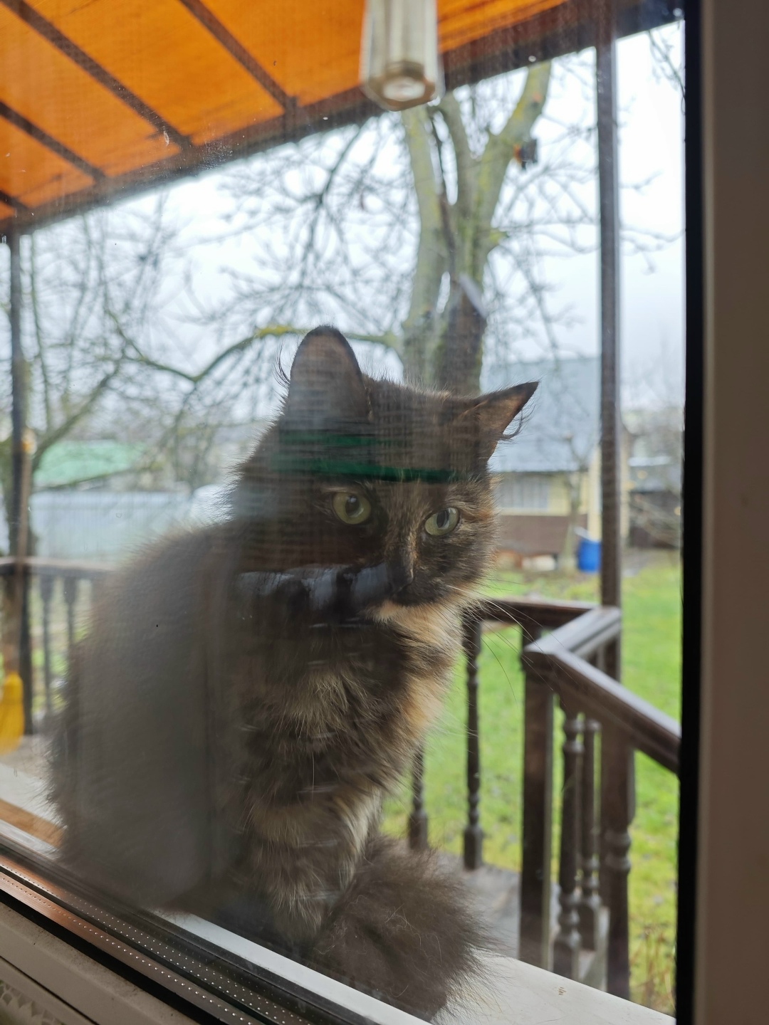 Найдена кошка в Домодедове — фото объявления