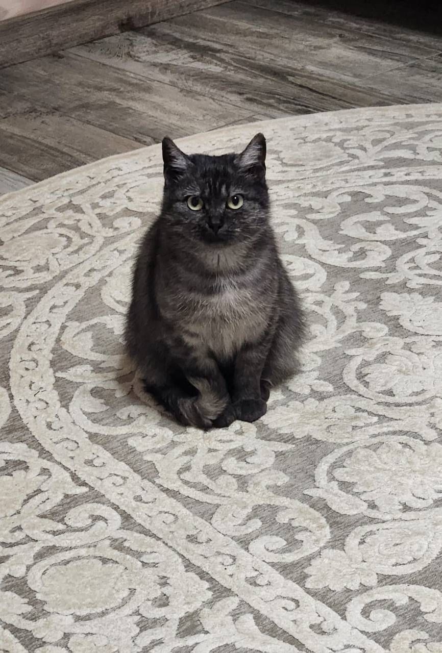 Найдена кошка в Домодедове — фото объявления