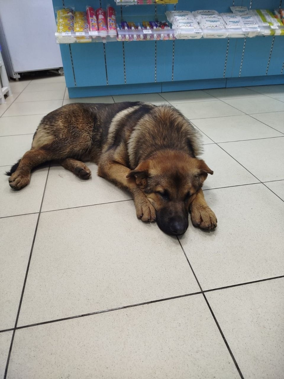 Найдена собака в Домодедове — фото объявления