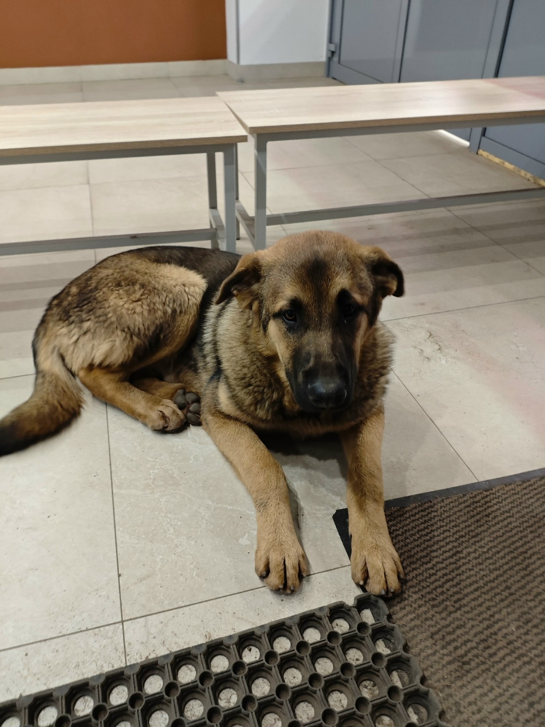 Пропала собака в Домодедове — фото объявления