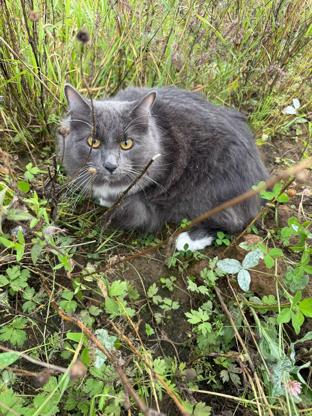 Найдена кошка в Домодедове — фото объявления