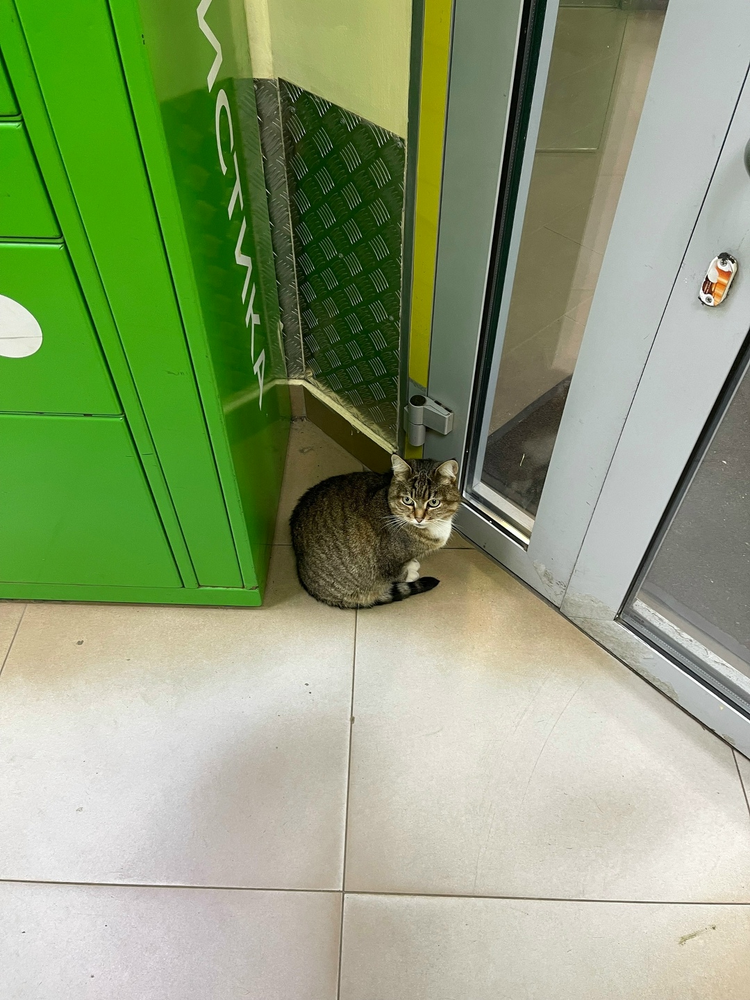 Пропала кошка в Домодедове — фото объявления