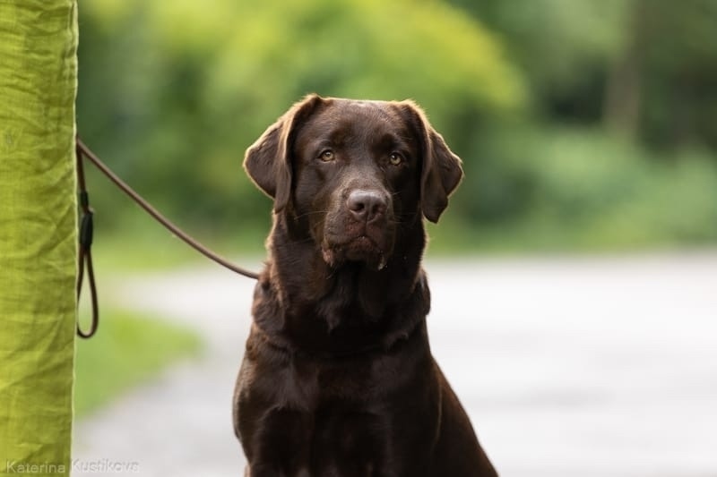 Пропала собака в Домодедове — фото объявления