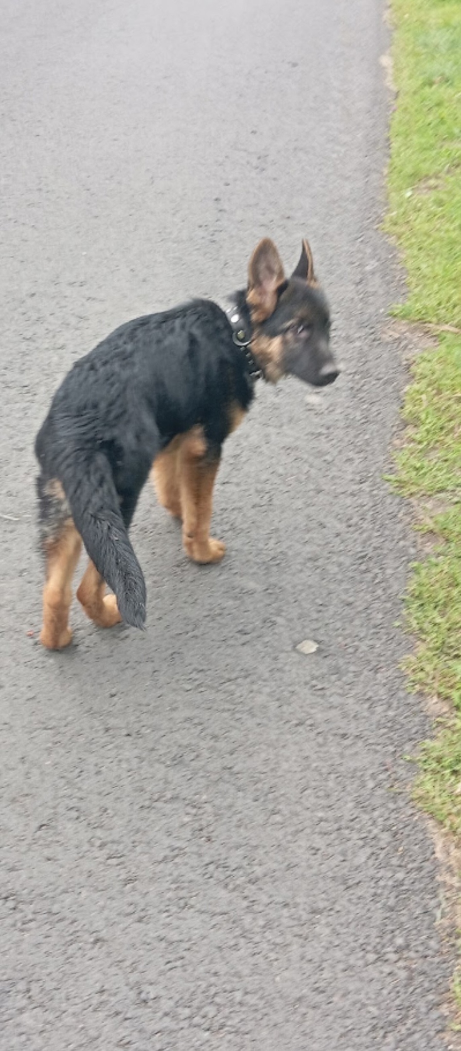 Пропала собака в Домодедове — фото объявления