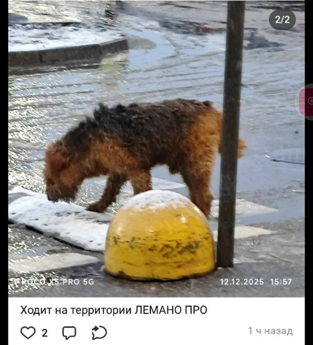 Пропала собака в Домодедове — фото объявления