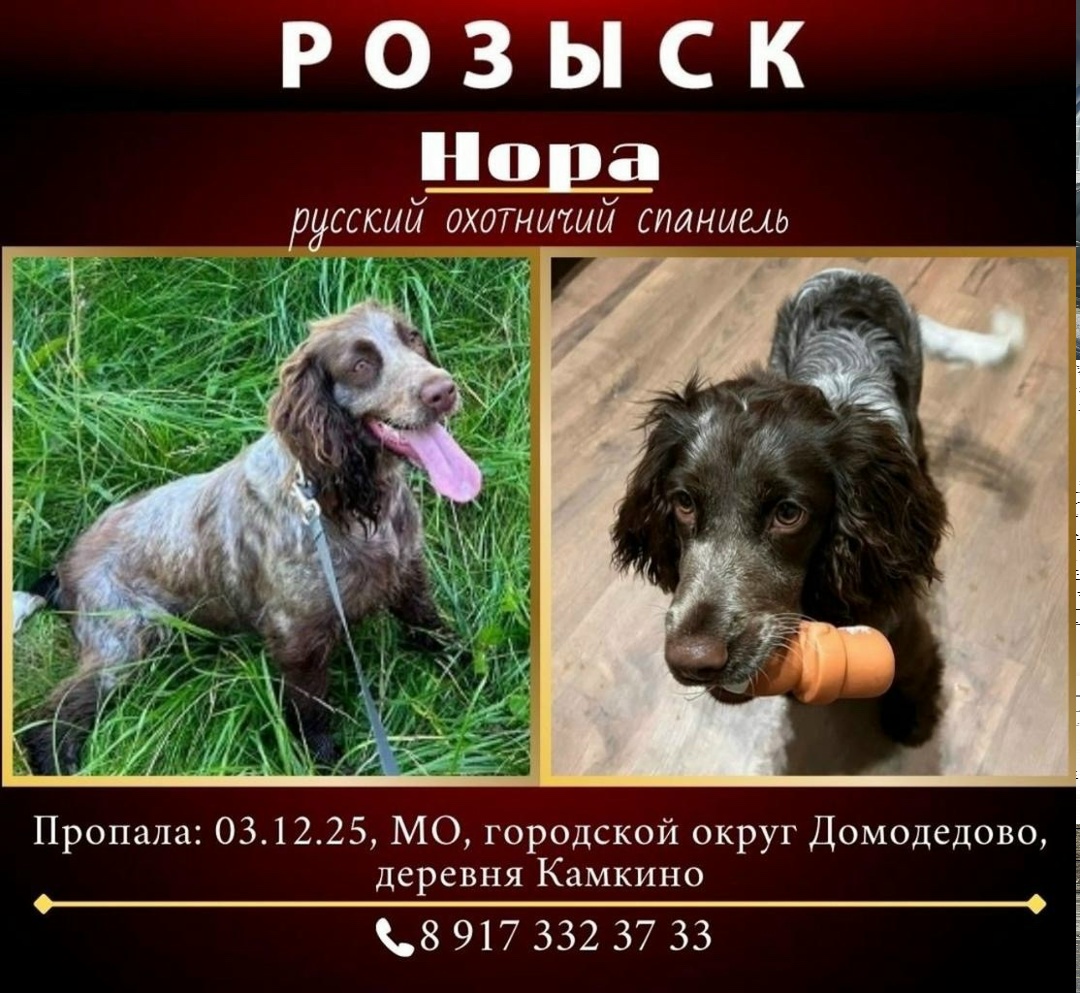 Пропала собака в Домодедове — фото объявления
