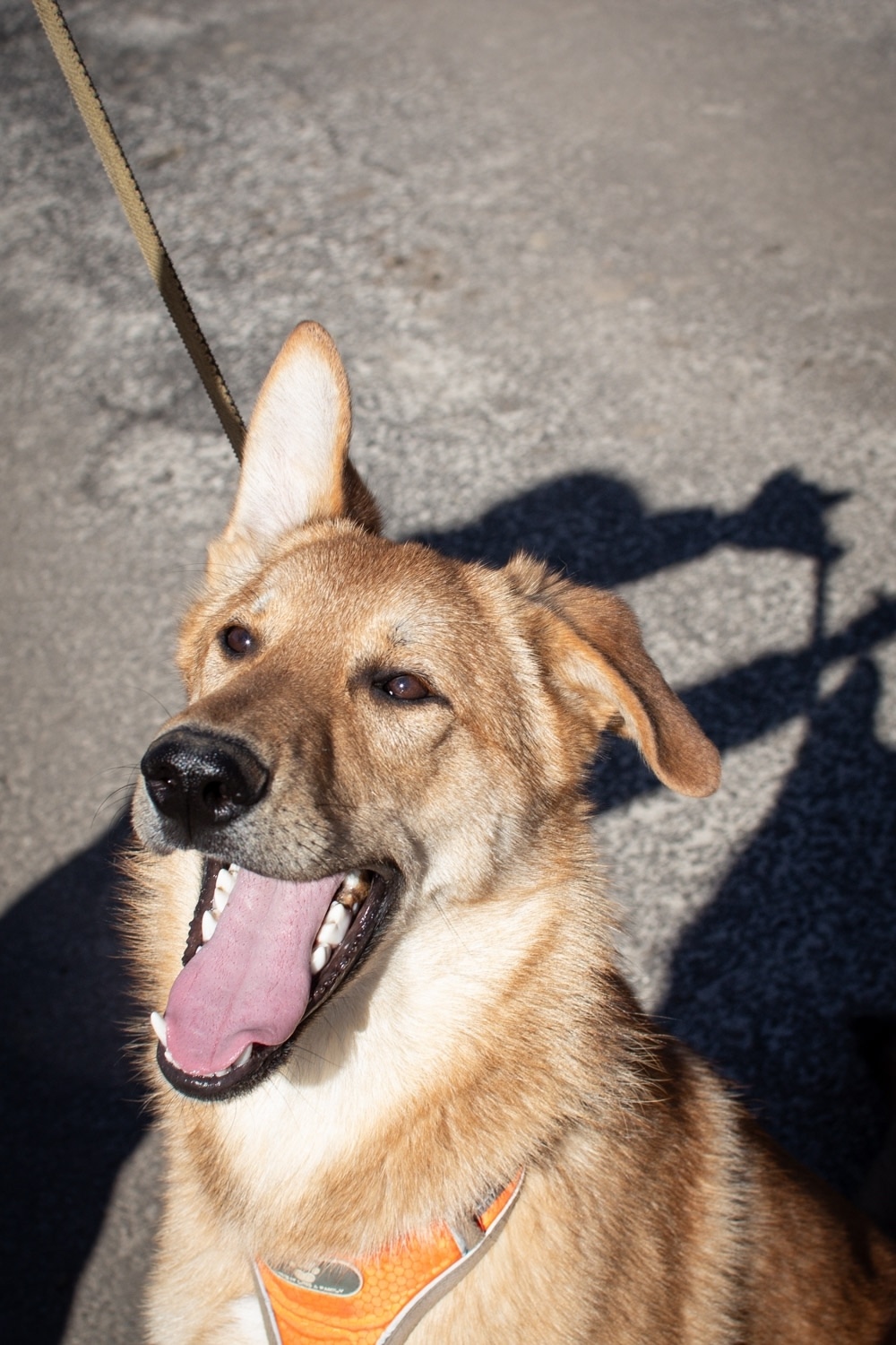 Найдена собака в Домодедове — фото объявления